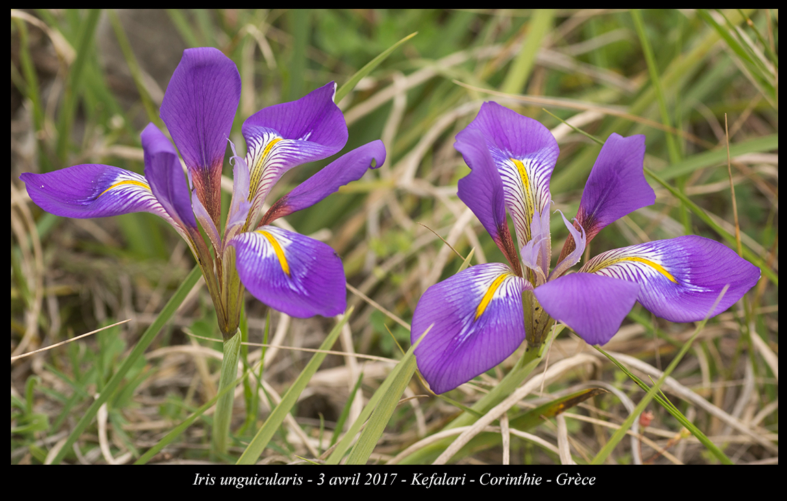 iris unguicularis